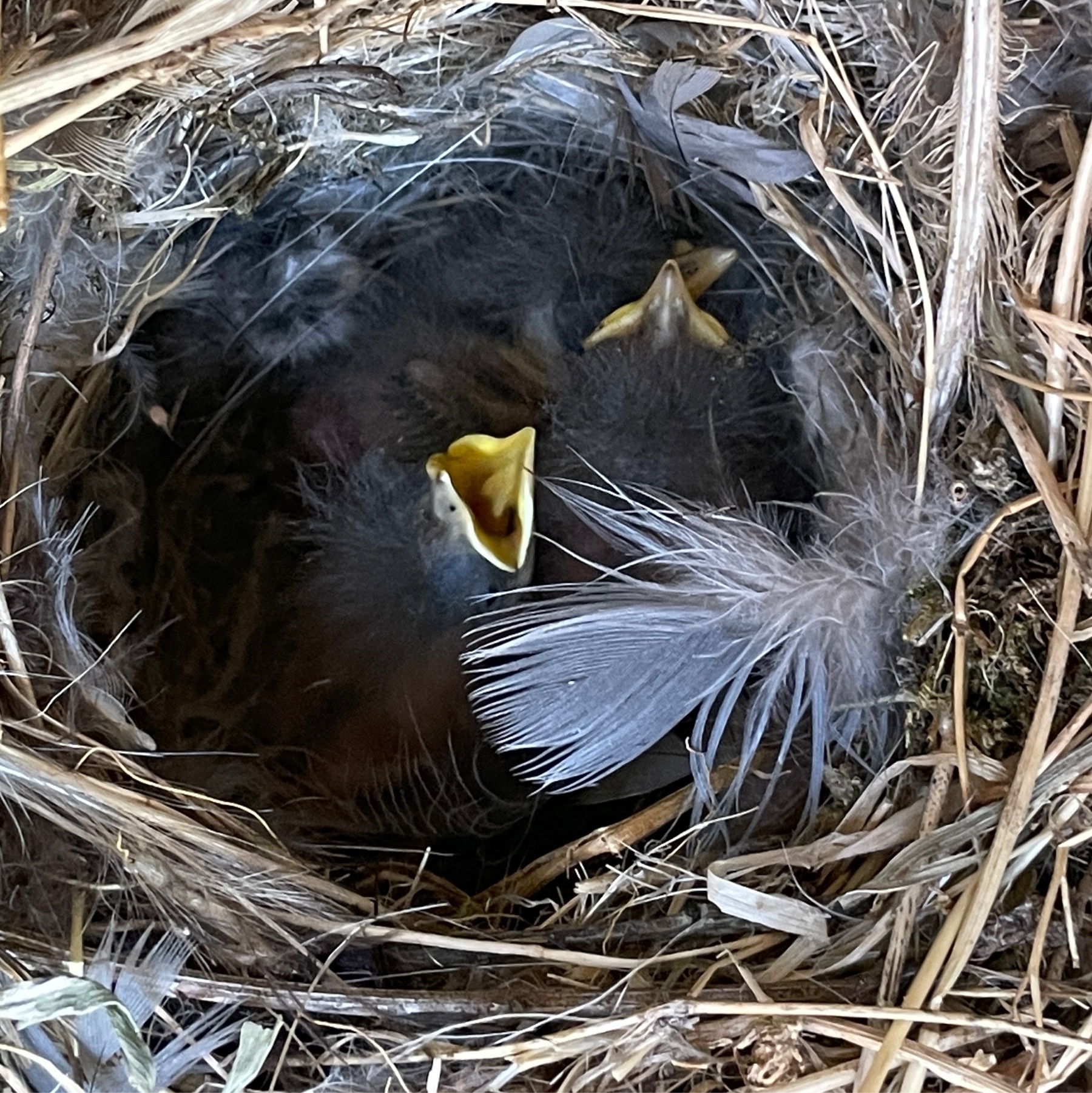 a birds nest with 2 hungry baby birds in it